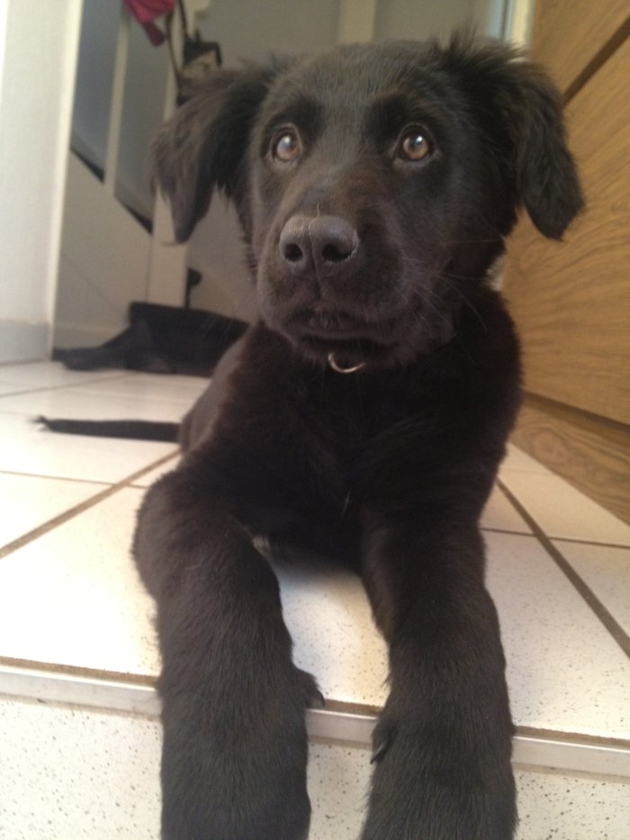 Nala (Border Collie, Labrador) Border Collie Labrador 